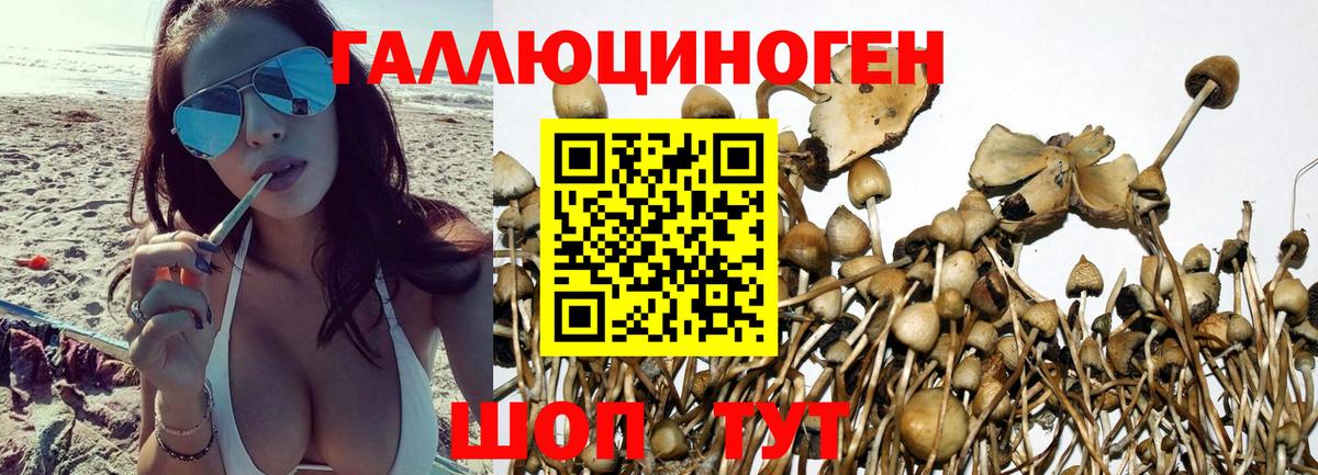 Псилоцибиновые грибы Psilocybe Вязьма
